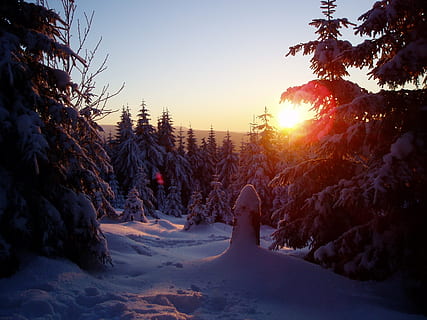 Wintersonne, winterlich, kalt, Baum, Winter, Pflanze, Himmel, Schnee, kalte Temperatur, Sonnenuntergang, Natur, Schönheit in der Natur, Ruhe, Szenen - Natur, ruhige Szene, Abdeckung, Land, Sonne, keine Leute, Sonnenlicht, Nicht-städtische Szene, orange Farbe, Linseneffekt, draußen, Nadelbaum, 1080P, CC0, gemeinfrei, lizenzfrei