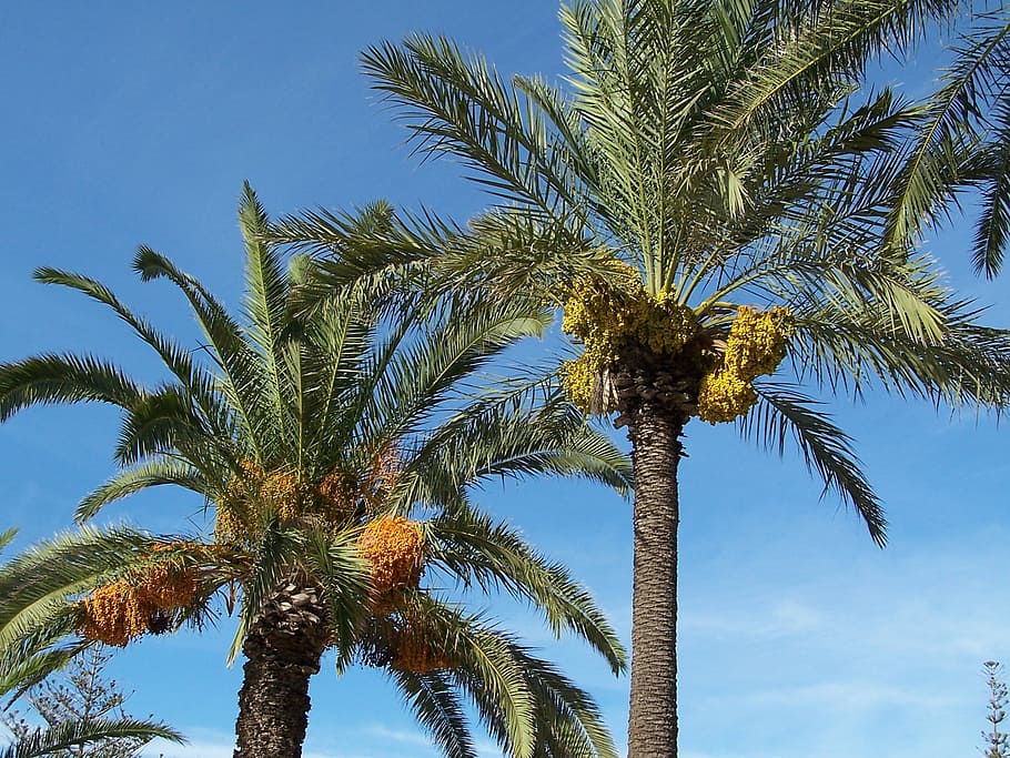 Palmera datilera, data, palmell, arbre, fruita, exòtic, mediterrani, flora, malta, gozo, Palmera, naturalesa, estiu, blau, clima tropical, cel, platja, a l'aire lliure, planta, creixement, vista d’angle baix, fulla de palma, arbre tropical, cap gent, dia, tronc, bellesa a la natura, tronc de l'arbre, tranquil·litat, cel clar, palmera de coco, 1080P