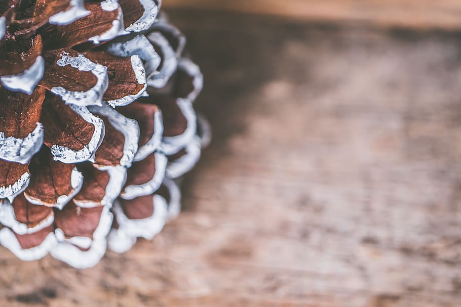 selektivní, zaostřovací fotografie, hnědý, bílý, výzdoba, abstraktní, Pozadí, detail, barva, dekorace, design, makro fotografie, přírodní, vzor, šiška, textura, tradiční, dřevo, dřevěný, nikdo, stálý život, dřevo - materiál, jídlo a pití, jídlo, stůl, selektivní zaměření, zaměřit se na popředí, Zdravé stravování, svěžest, den, blahobyt, velká skupina objektů, uvnitř, ovoce, hojnost, jehličnatého stromu, stříbrné barvy, pokušení, 4K