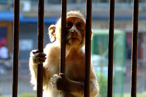 abe, barer, sollys, bur, indespærret, hænder, pattedyr, chimpanse, fanget, et dyr, kigger på kameraet, dyre temaer, ingen mennesker, primat, dyreliv, fokus på forgrunden, hvirveldyr, portræt, dag, dyr i naturen, leder, udendørs, dyr i fangenskab, tæt på, 2K, CC0, offentligt domæne, royaltyfrie