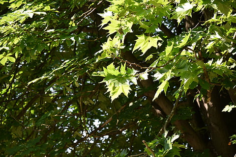 tree, leaf, green, forest, plant, growth, plant part, green color, beauty in nature, nature, low angle view, day, no people, branch, outdoors, tranquility, sunlight, freshness, foliage, close-up, lush foliage, tree canopy, 5K, CC0, public domain, royalty free