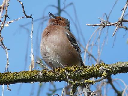 barna robin madár, sztrájkot tör, madár, fa, tavaszi, színes, tollazat, énekel, twitter, éneklés, vonz, Fringillidae, veréb madár, állati világ, ág, rúdon ülés, állati vadvilág, növény, gerinces, vadon élő állatok, állati témák, egy állat, állat, alacsony szög kilátás, természet, nem ember, nap, összpontosít az előtérre, szabadban, ég, szépség a természetben, tiszta ég, 2K, CC0, közkincs, jogdíjmentes