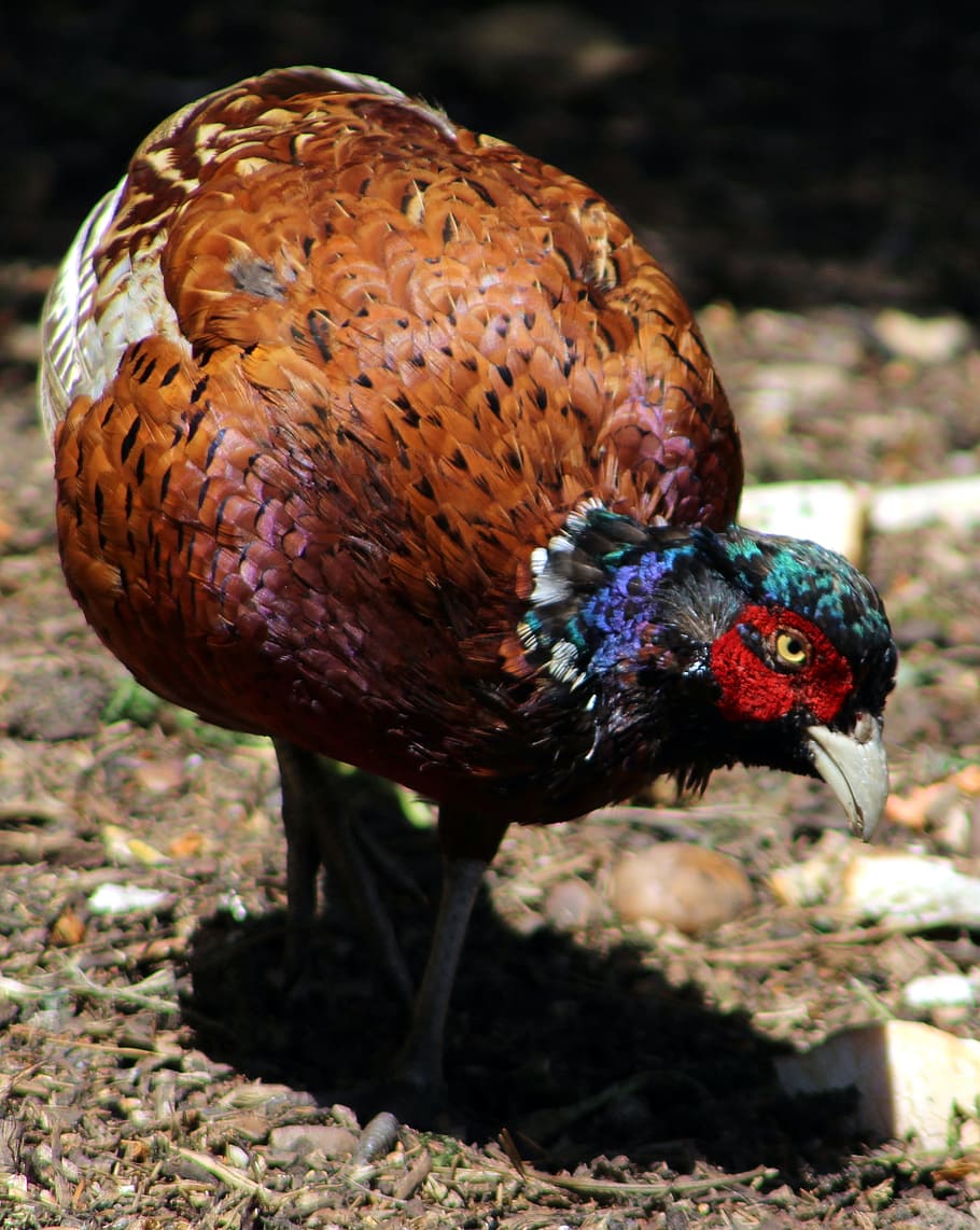 ocell, faisà, animal, temes d'animals, un animal, vertebrats, dia, fauna animal, cap gent, animals a la natura, centrar-se en primer pla, primer pla, naturalesa, camp, terra, multicolor, longitud completa, a l'aire lliure, llum solar, zoologia, pollastre, 2K