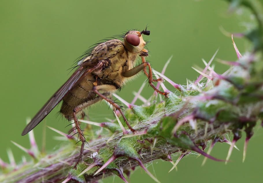 marró, robberfly, verd, cactus, volar, insecte, naturalesa, macro, tancar, picada, espinós, planta, animal, fauna, estimular, espines, foto macro, macro d'insectes, animals, primer pla, vida salvatge, fauna animal, animals a la natura, temes d'animals, un animal, invertebrat, cap gent, dia, enfocament selectiu, zoologia, bellesa a la natura, centrar-se en primer pla, a l'aire lliure, ala dels animals, flor, branca, 2K