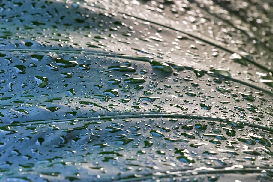 dugg, dråper, regn, natur, vann, blader, våt, blad, grønn, anlegg, dryppende, løvverk, saftig plante, flora, luftfuktighet, utendørs, miste, regndråpe, nærbilde, ingen folk, bakgrunn, full ramme, selektiv fokusering, dag, regntid, mønster, motorkjøretøy, monsun, renhet, 5K