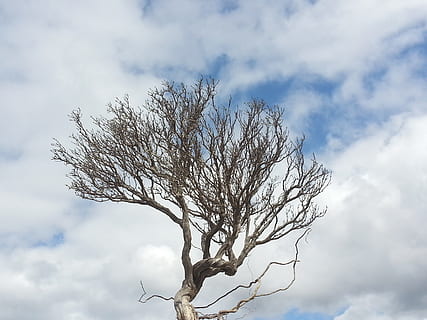 tree, thyme, clouds, nature, winter, sky, cloud - sky, bare tree, branch, plant, beauty in nature, no people, low angle view, tranquility, day, outdoors, scenics - nature, tree trunk, environment, trunk, tranquil scene, single tree, white color, isolated, dead plant, 2K, CC0, public domain, royalty free