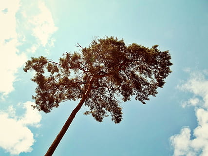 brown, green, tree, blue, sky, daytime, pine, nature, needles, lonely, arid, plant, branch, wood, clouds, grunge, cloud - sky, low angle view, beauty in nature, growth, no people, day, tranquility, outdoors, trunk, tree trunk, sunlight, tranquil scene, scenics - nature, fruit tree, cherry blossom, 1080P, CC0, public domain, royalty free