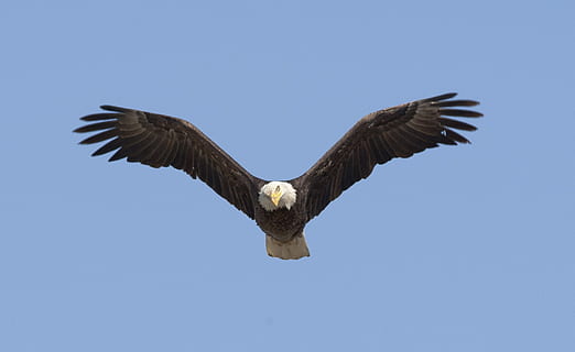 Adler, fliegend, Blau, Himmel, hochfliegend, Vogel, Raubvogel, Flug, wild, Tierwelt, Natur, Raubtier, Weißkopfseeadler, Adler - Vogel, Tier, Vereinigte Staaten von Amerika, Tiere in freier Wildbahn, Freiheit, Tierthemen, Wirbeltier, ein Tier, die Flügel ausbreiten, Tierkörperteil, klarer Himmel, keine Leute, Flachwinkelansicht, Bewegung, Tierflügel, 1080P, CC0, gemeinfrei, lizenzfrei