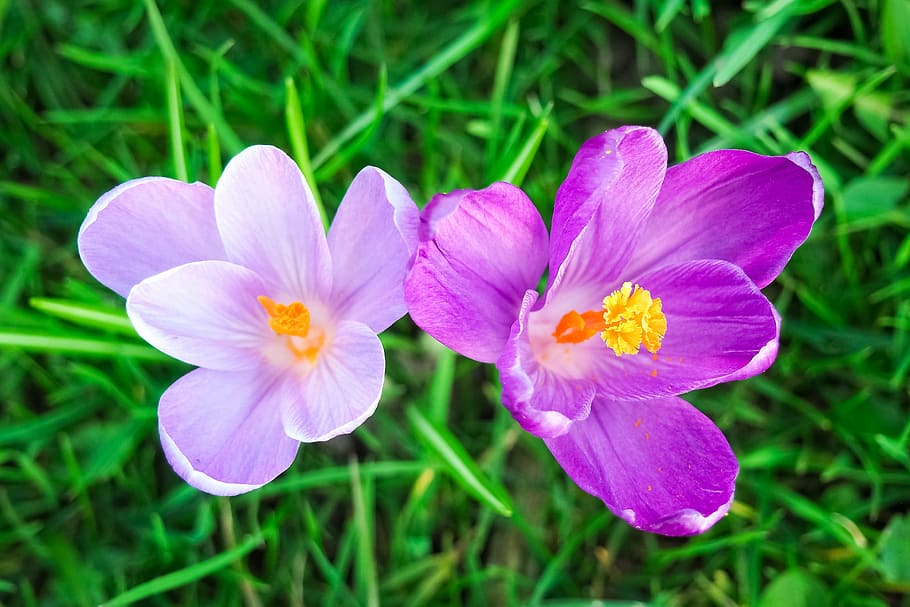 dos, porpra, flors de pètals, safrà, flor, primavera, flor de primavera, florir, floració primerenca, bühen, tancar, naturalesa, frühlingsanfang, jardí, safrà de primavera, flor de color porpra, blanc, despertar de primavera, herba, verd, prat, humor, febre de primavera, prada de primavera, prat de flors, signes de la primavera, flora, planta, brillant, flor de sol, rosa, planta rosa, flors, principis d’estiu, farbenpracht, bonic, segell, violeta, color, colorit, planta ornamental, blau, pètal, fragilitat, creixement, frescor, bellesa a la natura, cap de flor, color verd, planta amb flors, inflorescència, vulnerabilitat, primer pla, color rosa, cap gent, centrar-se en primer pla, pol·len, dia, a l'aire lliure, 4K
