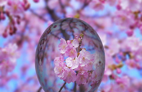 roz, flori petaled, selectiv, focalizare fotografie, timpul zilei, Paști, ou, ou de Paște, floare de cires, inflori, a inflori, cireașă, pictura în ouă de Paște, culoare, colorat, primăvară, decor, decor de paști, Paste Fericit, salut de salut, floare, fragilitate, a închide, natură, lucios, să se concentreze asupra primelor elemente, nici o persoana, multi colorate, frumusețe în natură, zi, planta cu flori, plantă, prospeţime, vulnerabilitate, culoarea roz, creştere, petală, copac, în aer liber, cap de floare, polen, cires, 4K, CC0, domeniu public, fără drepturi de autor