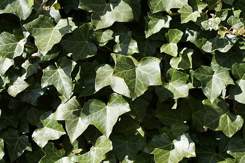 edera, sfondo, struttura, luce, ombra, le foglie, muro di edera, verde, fouling, coperto di vegetazione, parte vegetale, foglia, colore verde, pianta, crescita, natura, fotogramma intero, nessuno, giorno, bellezza nella natura, sfondi, vista dall'alto, all'aperto, avvicinamento, modello, luce del sole, direttamente sopra, campo, 5K, CC0, dominio pubblico, privo di copyright