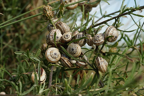 caramujos, Concha, grupo, molusco, plantar, Caracol, gastrópode, fechar-se, concha animal, Comida, natureza, animais selvagens, invertebrado, ninguém, animal, temas animais, crescimento, beleza na natureza, dia, foco seletivo, terra, parte da planta, ao ar livre, 5K, CC0, domínio público, royalty free