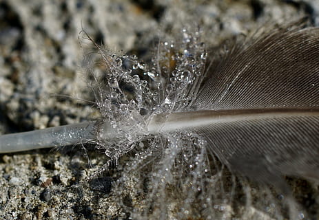 Frühling, Entenfeder, Gefieder, Nieder, Tau, tropfen, Filigran, Vogel, Vogelfeder, wild, Ente, Makro, Flaum, morgentau, frisch, Nahansicht, Natur, selektiver Fokus, Zerbrechlichkeit, keine Leute, Wasser, kalte Temperatur, Verletzlichkeit, Winter, Schnee, Eis, draußen, Feder, Tag, gefroren, weiße Farbe, Weichheit, Tierthemen, Leicht, Reinheit, 5K, CC0, gemeinfrei, lizenzfrei