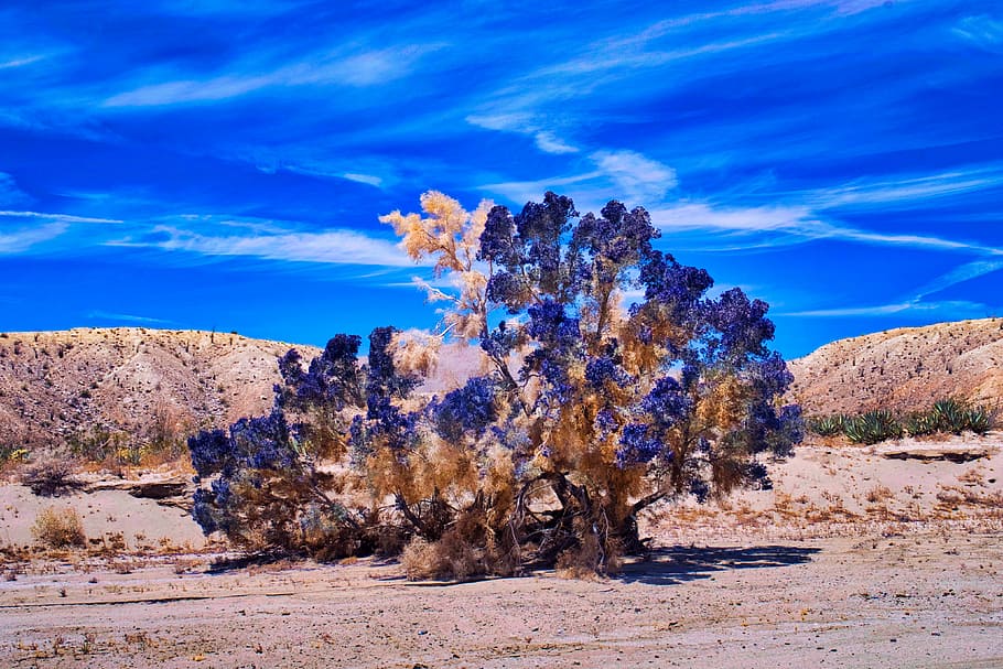 arbre de jacaranda, arroyo., fotografia, blau, marró, arbre, hiperrealisme, desert, paisatge, planta, escenics - natura, naturalesa, terra, cel, cap gent, medi ambient, núvol - cel, escena tranquil·la, escena no urbana, destinacions de viatge, bellesa a la natura, rock - object, rock, tranquil·litat, dia, semiàrid, a l'aire lliure, erosionat, 4K