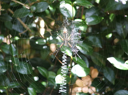 pavouk, pavoučí síť, web, pavučina, pavoukovec, volně žijících živočichů, Chyba, Jasný, malý, hrudník, divoký, entomologie, venkovní, život, Příroda, děsivé, hmyz, past, den, křehkost, venku, nikdo, rostlina, zranitelnost, detail, zaměřit se na popředí, členovců, zvíře, zvířat, jednoho zvířete, bezobratlý, zvířata ve volné přírodě, krása v přírodě, složitost, 1080P, CC0, veřejná doména, bez autorských práv