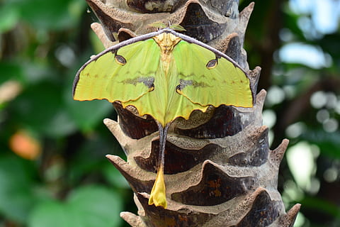 grønn, moth birching, anlegg, madagaskar månen møl, møll, bug, insekt, natur, dyr, vill, vinger, vingespenn, bakgrunn, hager, dyreliv, delikat, plante del, blad, fokusere på forgrunnen, nærbilde, dag, tre, ingen folk, vekst, grønn farge, utendørs, skjønnhet i naturen, tørke, blader, dyre temaer, ett dyr, høst, ro, 5K, CC0, offentlig domene, opphavsrett gratis