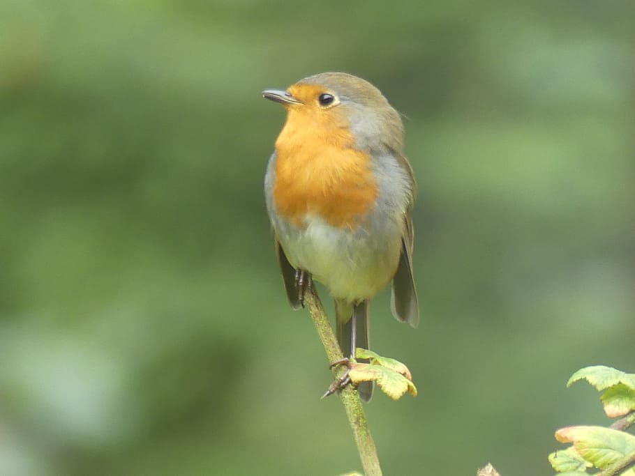 robin, fugl, Skov, dyre temaer, hvirveldyr, dyr, et dyr, dyr i naturen, perching, dyreliv, fokus på forgrunden, plante, tæt på, skønhed i naturen, dag, natur, ingen mennesker, kigger væk, udendørs, leder, grøn farve, munden åben, 4K