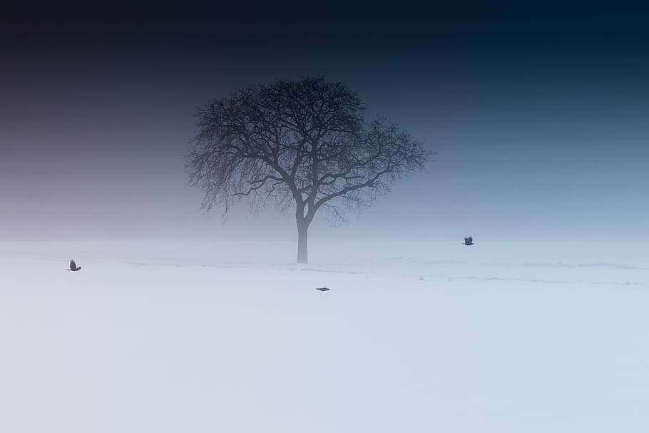 la neve, coperto, solitario, albero, verde, leafed, nevaio, uccello, minimo, nebbia, orizzonte, volo, volante, inverno, pendenza, solitudine, assolo, natura, all'aperto, Uccello volante, ramo, sfondo, del desktop, temperatura fredda, ambiente, pianta, scenics - natura, bellezza nella natura, scena tranquilla, la tranquillità, paesaggio, cielo, nessuno, albero nudo, campo, terra, giorno, 5K