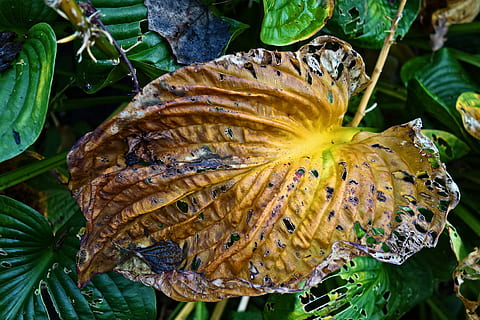 Hosta, 잎, 식물, 시들다, 부식, 가을, 가을 색, 노랑, 녹색, 제철의, 닫다, 식물 부분, 성장, 자연의 아름다움, 자연, 아무도, 선도, 일, 동물의 야생 동물, 꽃, 취약점, 꽃 피는 식물, 채색, 동물, 전경 초점, 취약성, 야생 동물, 꽃잎, 꽃 머리, 이파리, 4K, CC0, 공개 도메인, 로열티 무료