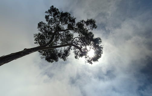 albero, himmel, nube, cielo, nuvola - cielo, pianta, Inquadratura dal basso, bellezza nella natura, la tranquillità, natura, nessuno, scenics - natura, scena tranquilla, giorno, ramo, all'aperto, crescita, silhouette, luce del sole, idilliaco, sole, 4K, CC0, dominio pubblico, privo di copyright