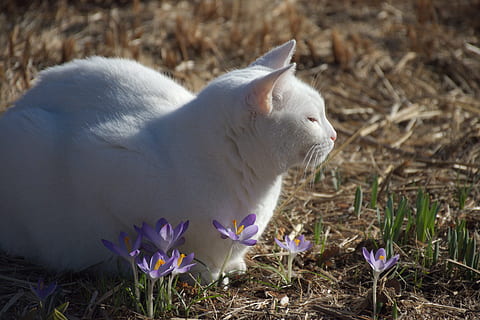 gatto, croco, primavera, sole, animali domestici, animale, gatto domestico, carina, natura, erba, all'aperto, mammifero, bianca, temi animali, un animale, pianta fiorita, fiore, pianta, domestico, vertebrato, avvicinamento, terra, Colore bianco, campo, concentrarsi sulle conoscenze acquisite, nessuno, giorno, testa di animale, baffo, viola, 5K, CC0, dominio pubblico, privo di copyright
