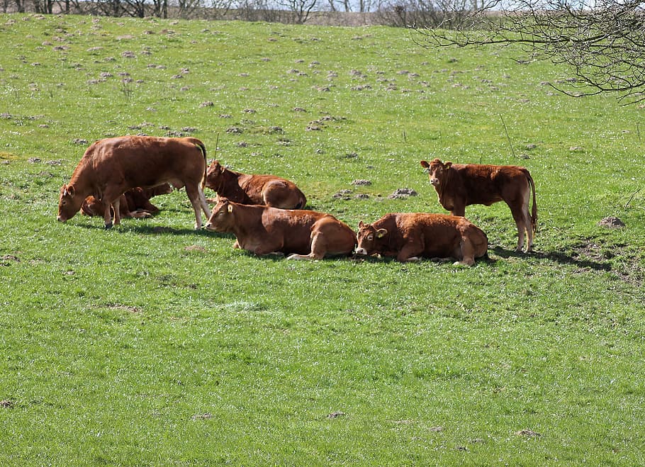 correr, ramat, senyal, vaques, natural, eng, car, granja, herba, Masia, mamífer, bestiar, temes d'animals, grup d’animals, animal, animals domèstics, camp, nacional, terra, mascotes, vertebrats, planta, vaca, pasturatge, color verd, naturalesa, cap gent, agricultura, herbívors, a l'aire lliure, família d’animals, 2K