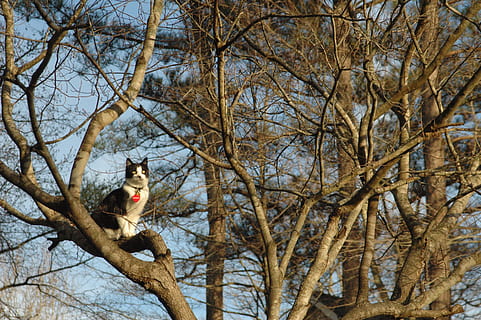 cat, tree, pet, outside, nature, feline, cute cat, animal, bird, outdoors, branch, wildlife, bare tree, plant, mammal, one animal, one person, vertebrate, low angle view, day, portrait, winter, sky, animals in the wild, 2K, CC0, public domain, royalty free