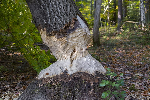 copac, Buturuga, bieber, roade, nager, cazuri, reducerea, pădure, lemn, natură, trunchi de copac, plantă, trompă, teren, creştere, să se concentreze asupra primelor elemente, zi, nici o persoana, lemn - material, latra, liniște, în aer liber, parte a plantelor, arbore copac, cherestea, 5K, CC0, domeniu public, fără drepturi de autor