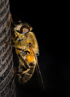dronefly, makro, hmyz, létat, tvář, hlava, Příroda, oko, bestie, drone-fly, chlupatý, hoverfly, tenax, plazení, zblízka, podrobnosti, žlutá, včela, jednoho zvířete, černé pozadí, zvíře, zvířat, detail, kopie prostor, studio shot, bezobratlý, zvířata ve volné přírodě, uvnitř, nikdo, část těla zvířete, zvířecí oko, členovců, extrémní detail, 2K, CC0, veřejná doména, bez autorských práv