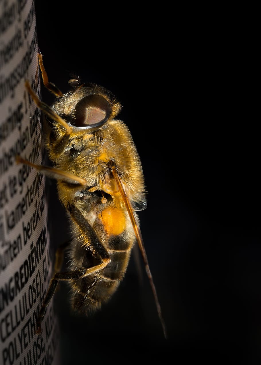 Dronefly, macro, insecte, volar, cara, cap, naturalesa, ull, bèstia, volar amb avions no tripulats, pelut, hoverfly, tenax, rastreig, primer pla, detalls, groc, abella, un animal, fons negre, animal, temes d'animals, còpia espai, fauna animal, tir de l'estudi, invertebrat, animals a la natura, a l'interior, cap gent, part del cos dels animals, ull d’animals, artròpode, primer pla extrem, 2K