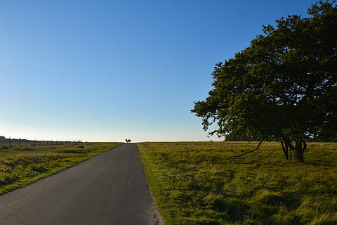 open sky, landscape, tree, nature, autumn, outdoor, walking, open road, forest, plant, sky, transportation, road, direction, the way forward, grass, clear sky, land, environment, field, beauty in nature, green color, tranquil scene, diminishing perspective, tranquility, horizon, no people, outdoors, 4K, CC0, public domain, royalty free