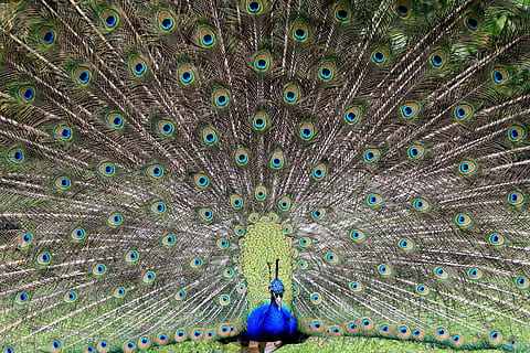 Stolz, Pfau, Vogel, Schwanz, öffnen, Grün, Blau, Kopfschuss, draußen, Tag, Nahansicht, Tierwelt, Tier, Tiere in freier Wildbahn, Feder, Pfauenfeder, Tierthemen, ein Tier, aufgefächert, Wirbeltier, keine Leute, mehrfarbig, grüne Farbe, Schönheit in der Natur, männliches Tier, Natur, aufwendig, 4K, CC0, gemeinfrei, lizenzfrei