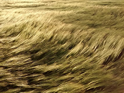 campo, Grano, vento, paesaggio, natura, sfondi, fotogramma intero, agricoltura, nessuno, terra, animale, temi animali, peli di animali, un animale, mammifero, capelli, giorno, avvicinamento, strutturato, pianta, vertebrato, la tranquillità, morbidezza, 2K, CC0, dominio pubblico, privo di copyright