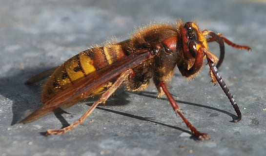 hornet, insekt, wasp bee, fly, tegne naturen, bikube, gul, søt, hummel, blomstre, blomst, blomster, pollen, dyr, stikke, giftig, dyre temaer, ett dyr, virvelløse, dyreliv, dyr i naturen, nærbilde, natur, ingen folk, full lengde, dag, dyr kroppsdel, utendørs, zoologi, selektiv fokusering, leddyr, ekstrem nærbilde, sollys, makro, 720P, CC0, offentlig domene, opphavsrett gratis