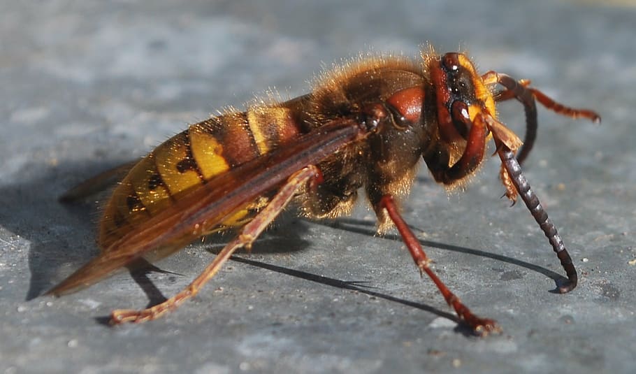 hornet, insekt, wasp bee, fly, tegne naturen, bikube, gul, søt, hummel, blomstre, blomst, blomster, pollen, dyr, stikke, giftig, dyre temaer, ett dyr, virvelløse, dyreliv, dyr i naturen, nærbilde, natur, ingen folk, full lengde, dag, dyr kroppsdel, utendørs, zoologi, selektiv fokusering, leddyr, ekstrem nærbilde, sollys, makro, 720P