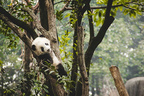 ağaç üzerinde panda, beyaz, siyah, panda, üst, gri, ahşap, ağaç, ayı, Yaprak, Tırmanmak, hayvanat bahçesi, park, siyah ve beyaz, kürk, hayvan, kabarık, Bant Geniş, yeşil, memeli, hayvan temaları, bitki, bir hayvan, hayvan yaban hayatı, vahşi hayvanlar, panda - hayvan, ağaç gövdesi, gövde, omurgalı, doğa, şube, insansız, dev panda, gün, orman, açık havada, 5K, CC0, kamu malı, telif ücretsiz
