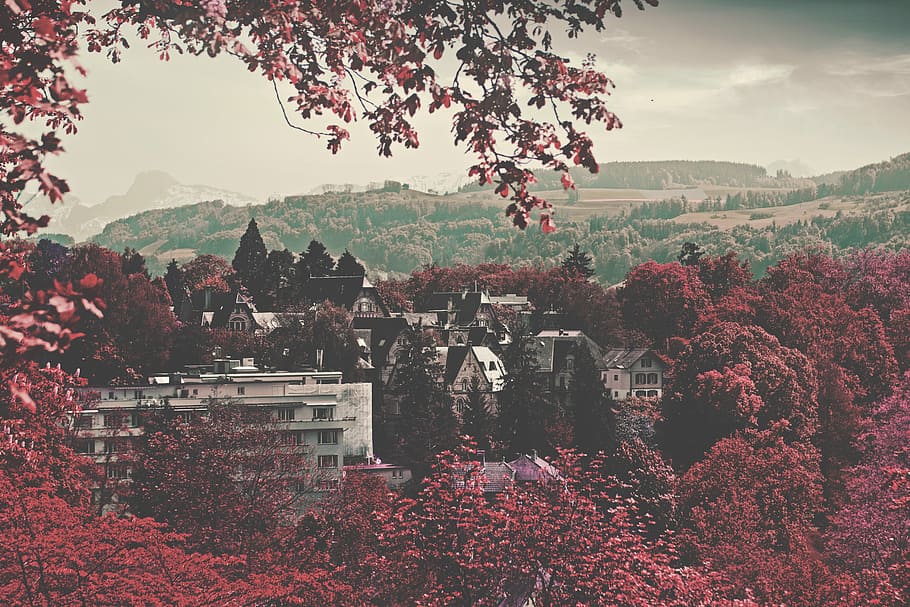 păsări, ochi, vedere, panoramă, fotografie, sat, inconjurat, roșu, leafed, copaci, păsări ochi vedere, fotografie panoramică, copac, toamnă, natură, scenics, în aer liber, peisaj urban, peisaj, oraș, scenă urbană, loc faimos, nici o persoana, arhitectură, zi, plantă, creştere, construită, Munte, frumusețe în natură, cer, exteriorul clădirii, scenice - natura, planta cu flori, o scenă liniștită, floare, liniște, Schimbare, 5K