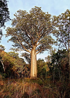 albero delle bottiglie, Australia, botanica, nativo, albero, natura, pianta, la tranquillità, terra, crescita, cielo, bellezza nella natura, erba, scena tranquilla, tronco d'albero, nessuno, tronco, scenics - natura, giorno, campo, ambiente, paesaggio, scena non urbana, all'aperto, 2K, CC0, dominio pubblico, privo di copyright