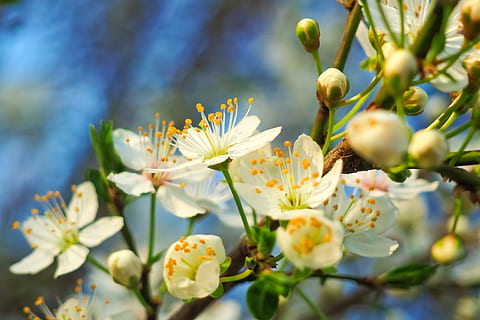 foto, blanc, flor petalada, cirera agra, arbre, naturalesa, estiu, primavera, fruites, flor, florir, flor de cirerer, jardí, arbre fruiter, branca, jove va conduir, despertar de primavera, paisatge, arbreda, full, planta, flora, creixement, cap gent, enfocament selectiu, frescor, primer pla, bellesa a la natura, fragilitat, planta amb flors, vulnerabilitat, dia, pètal, cap de flor, brot, a l'aire lliure, pol·len, 4K, CC0, domini públic, lliure de regalies