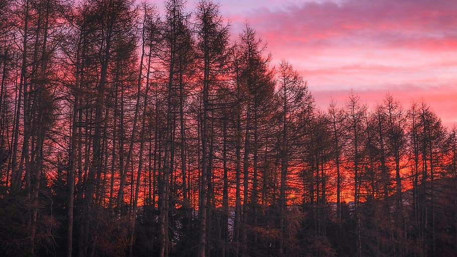fila d’arbres, pi, arbre, foto, posta de sol, temps, núvols, cel, naturalesa, arbres, fosc, planta, bosc, cap gent, tronc de l'arbre, a l'aire lliure, incendi forestal, creixement, terra, bellesa a la natura, escenics - natura, arbre de coníferes, escena no urbana, tranquil·litat, pinàcies, escena tranquil·la, tronc, medi ambient, bosc de pi, 4K