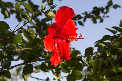 Blume, rot, Hibiskus, Pflanze, blühende Pflanze, Schönheit in der Natur, Frische, Blütenblatt, Verletzlichkeit, Zerbrechlichkeit, Wachstum, Nahansicht, Blütenkopf, Blütenstand, Pflanzenteil, Blatt, keine Leute, Fokus auf den Vordergrund, Natur, grüne Farbe, Pollen, draußen, 5K, CC0, gemeinfrei, lizenzfrei