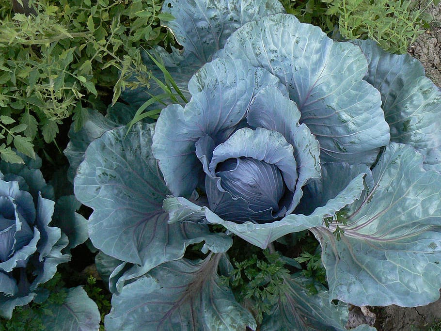 col, herbàcia, vegetals, menjar, planta, creixement, part de la planta, menjar i beguda, full, naturalesa, jardí de verdures, alimentació saludable, frescor, color verd, cap gent, dia, bellesa a la natura, primer pla, agricultura, vista d’angle alt, jardí, orgànic, a l'aire lliure, llit de flors, plantació, 1080P
