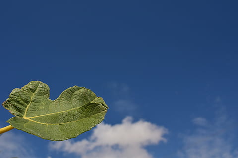 figenblad, blad, tæt, grøn, natur, makro, himmel, skyer, baggrund, smuk, kort, middelhavet, plante del, kopiere plads, blå, sky - himmel, ingen mennesker, skønhed i naturen, dag, tæt på, lav vinkel visning, udendørs, grøn farve, vækst, plante, hjerte form, ro, friskhed, 5K, CC0, offentligt domæne, royaltyfrie