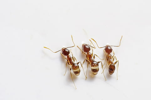 tres, vermell, formigues, blanc, superfície, errors, insectes, triple, marró, naturalesa, antena, animal, insecte, invertebrat, temes d'animals, fauna animal, fons blanc, tir de l'estudi, primer pla, cap gent, animals a la natura, formiga, a l'interior, còpia espai, grup d’animals, tallar, zoologia, 1080P, CC0, domini públic, lliure de regalies