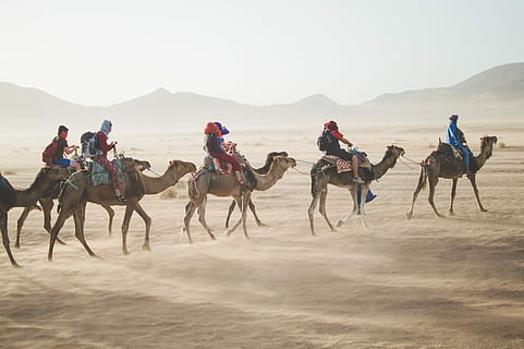 persone, equitazione, asini, terra deserta, cammello, deserto, convoglio, sabbia, duna di sabbia, cammello dromedario, Africa, animale, Deserto del Sahara, beduino, all'aperto, viaggio, arabia, destinazioni di viaggio, Egitto, natura, cavallo, gruppo medio di persone, adulto, gruppo di persone, mammifero, animali domestici, persone reali, domestico, cielo, gruppo di animali, terra, montagna, gruppo, fauna selvatica, attività di svago, tramonto, uomini, 5K, CC0, dominio pubblico, privo di copyright