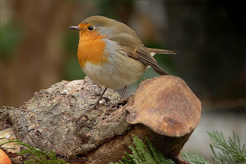 lukket, Foto, Brun, grå, fugl, træstamme, robin, tæt, fouragering, have, dyre temaer, dyr, dyreliv, hvirveldyr, et dyr, dyr i naturen, perching, fokus på forgrunden, tæt på, ingen mennesker, natur, dag, udendørs, kigger væk, plante, træ, solid, leder, 1080P, CC0, offentligt domæne, royaltyfrie