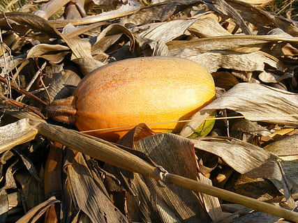 porumb, uscat, cădea, dovleac, tulpini, galben, toamnă, natură, alimente, mancare si bautura, nici o persoana, mâncat sănătos, lemn - material, frunze, parte a plantelor, fruct, zi, bunăstare, a închide, teren, camp, prospeţime, în aer liber, plantă, copac, maro, 2K, CC0, domeniu public, fără drepturi de autor