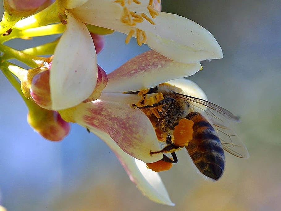 fiore, insetto, volare, macro, miele, ala, Ape, polline, nettare, un animale, temi animali, animali allo stato selvatico, avvicinamento, fauna selvatica, animale, invertebrato, bellezza nella natura, petalo, pianta, pianta fiorita, nessuno, natura, testa di fiore, freschezza, crescita, fragilità, impollinazione, 1080P
