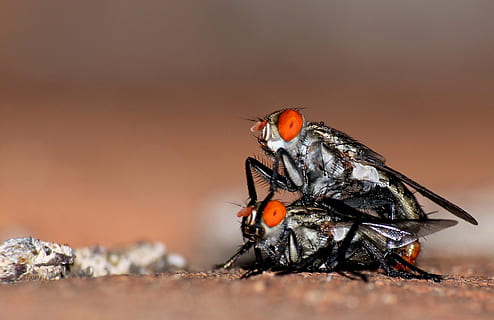 macros, mosques, insectes, insecte, naturalesa, animal, primer pla, macro, vida salvatge, volar, fauna animal, animals a la natura, invertebrat, un animal, cap gent, a l'aire lliure, dia, longitud completa, enfocament selectiu, medi ambient, sòlid, vermell, rock - object, 2K, CC0, domini públic, lliure de regalies