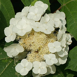 hydrangea daun oak, hydrangea, top-down, putih, bunga, menanam, taman, mekar, berkembang, belukar, alam, keindahan di alam, tanaman berbunga, pertumbuhan, kerentanan, kerapuhan, kesegaran, daun bunga, merapatkan, kepala bunga, bagian tanaman, daun, hal berkembang, warna putih, tampilan sudut tinggi, hari, tidak ada orang, di luar rumah, serbuk sari, seikat bunga, 1080P, CC0, domain publik, bebas royalti